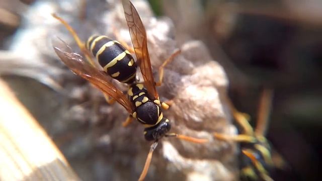 Осиное гнездо с осами: МАКРОСЪЁМКА - ВИДЕО насекомых смотреть онлайн