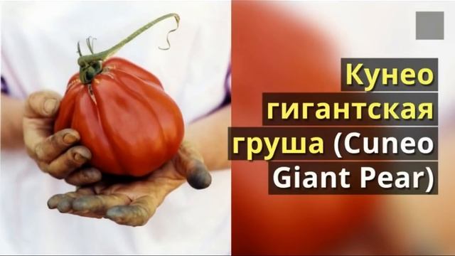 Лучшие сорта помидоров.  Советую для выращиванию