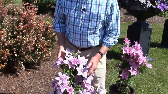 Clematis Cherokee™, Raymond Evison® Clematis by Overdevest Nurseries смотреть онлайн