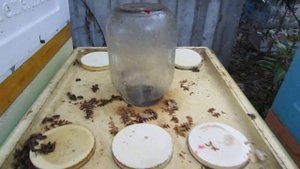 октябрь на пасеке - отбор меда и подготовка пчел в зиму в октябре