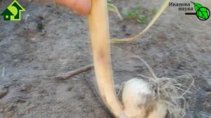 КАК ЛУЧШЕ ПОСАДИТЬ ЧЕСНОК? Как расположить зубок? Что будет, если посадить чеснок на бочек?