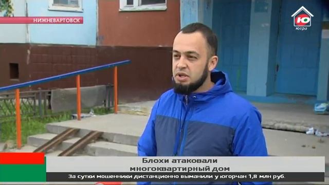 В Нижневартовске блохи атаковали многоквартирный дом смотреть онлайн