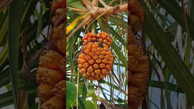 Пандан кровельный. Pandanus tectorius.