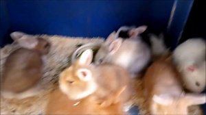 Разные кролики в хозяйстве. Крольчата на продажу. Куры и гуси.