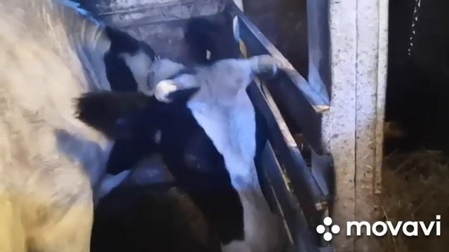 Пред Новогодняя управка, топим баню. смотреть онлайн