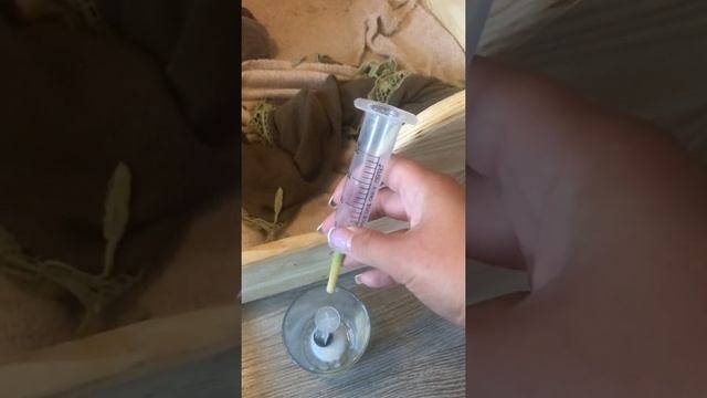 Как выкармливать новорожденных щенков мелких пород смотреть онлайн