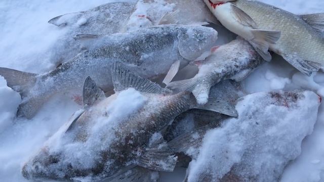 ЗАГИБ ЗА ЗАГИБОМ!!!КРУПНЫЙ ЛЕЩ И ЯЗЬ НА КОМБАЙНЫ!!РЫБАЛКА НА КОМБАЙНЫ!!!ЖАТВА ПРОДОЛЖАЕТСЯ!!! смотреть онлайн