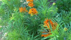 Замечательные бархатцы сорта ФАНТАСТИКА ОРАНЖЕВЫЕ