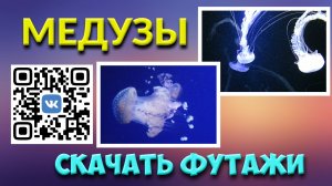 Футажи Медузы скачать для видеомонтажа FREE video footage.mp4