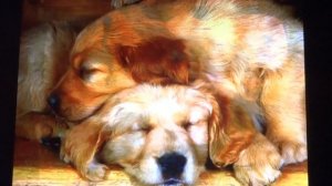 Большой секрет для маленькой компании -пою я