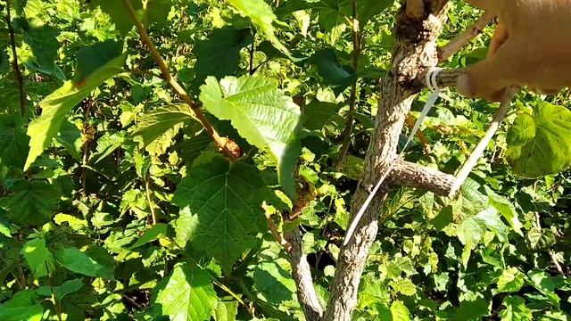 ФУНДУК ТРАПЕЗУНД.Прививки на МЕДВЕЖИЙ Орех. смотреть онлайн