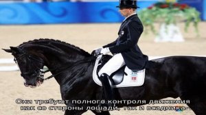 Как проходят соревнования по выездке?