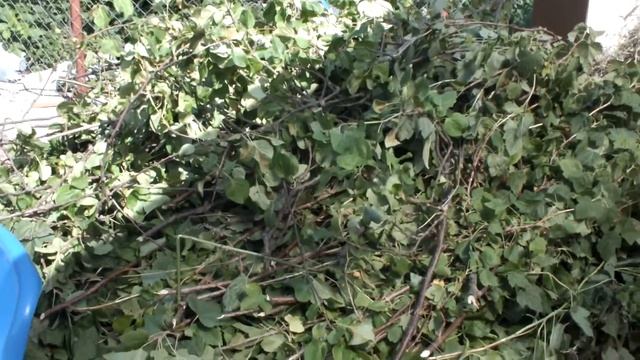 Заготовка веников на зиму для наших коз и кроликов смотреть онлайн