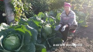 Когда убирать капусту