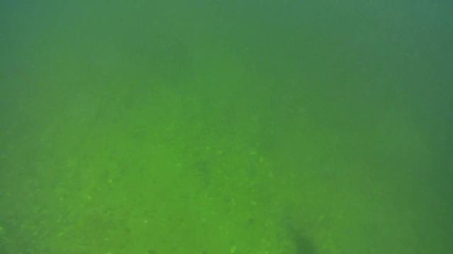 Подводная охота на Кольском часть 1-я "Камчатский краб"