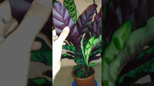 Калатея Лансифолия / Calathea Lancifolia / марантовые смотреть онлайн