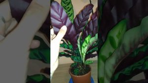 Калатея Лансифолия / Calathea Lancifolia / марантовые