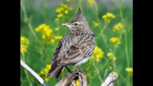 М.И.Глинка "Жаворонок"