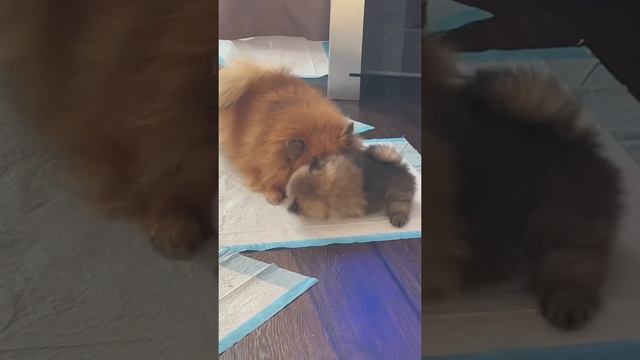 Шпиц померанец. Рождён 9.01.2022 г. Хабаровск #шпиц смотреть онлайн