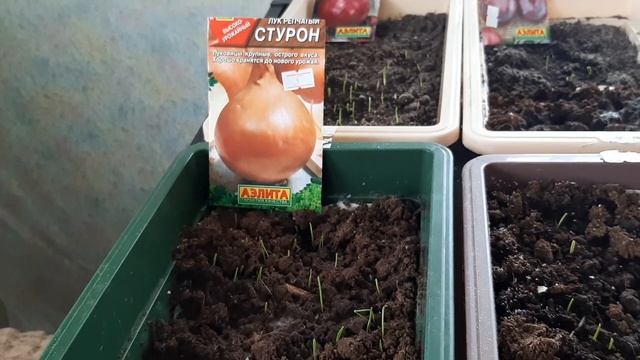 1.23. Огородные дела. Сею восемь сортов лука и свою чернушку.