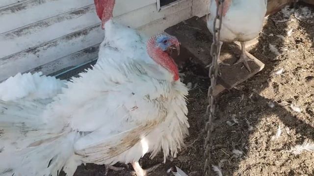 Индюки Биг- 6. Вес в три месяца. смотреть онлайн