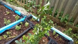 обзор голубики , рост ягод