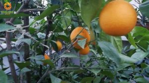 Апельсин Вашингтон Навел (Citrus sinensis ‘Washington navel’)