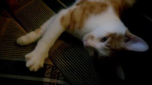 Котёнок умирал - спасённый котёнок. 😊 We found a kitten. Wir fanden ein Kätzchen 🐱