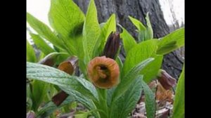 СКОПОЛИЯ  (SCOPOLIA)  сем. Пасленовые (Solanaceae)