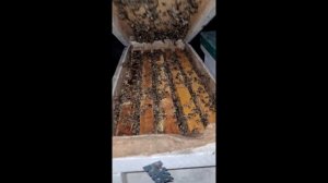 Пчёлы,в краснодарском крае, покупаем весенний расплоды и пакеты в конце апреля