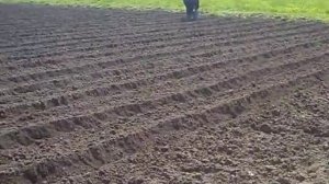 Посадка картофеля культиватором.