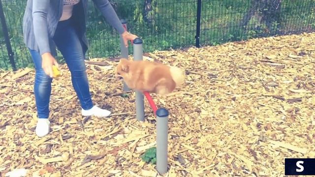 Немецкий шпиц