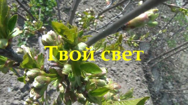 Только Ты! поёт Соколов