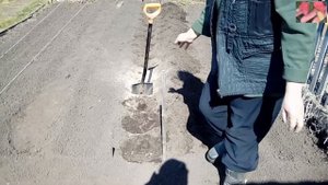 Как и когда высаживать землянику садовую( викторию) в Сибири.