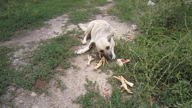 Кормление бездомных животных (Ролик # 80) (Часть № 1) смотреть онлайн