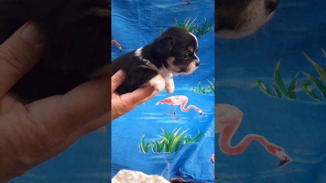 растут Мажориковичи в дружественном питомнике чихуахуа Кастропуло Крым +79787458062 продажа купить смотреть онлайн