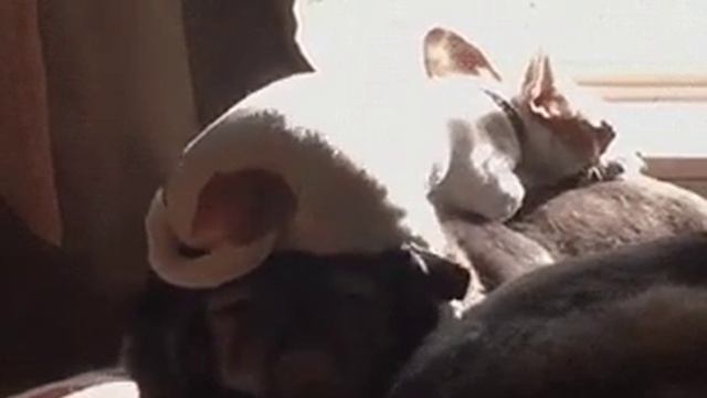 Коврик для собаки смотреть онлайн