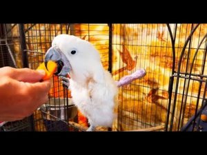 Доброе утро! Отвечаем на ваши вопросы о Люсе! Жорик завтракает!