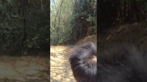 Очень веселый погонщик слонов