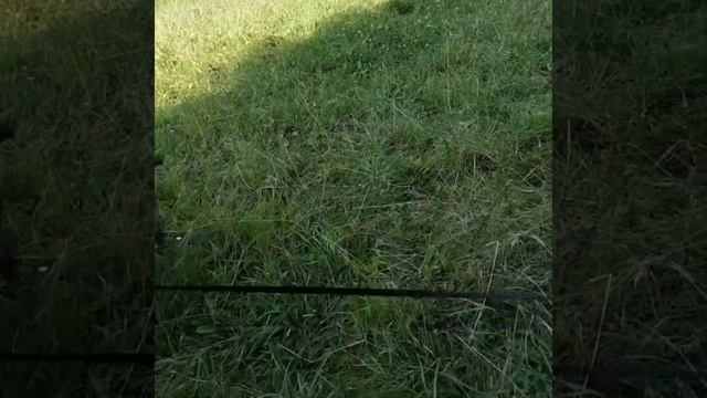 питомник кане корсо ELITE LEGION ( kennel cane corso ELITE LEGION )