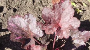 Как выглядят мои сеянцы гейхеры сорта Midnight rose