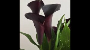 Amazing and Most Beautiful Calla Lily Flowers Images