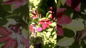 Клематис Руж Кардинал