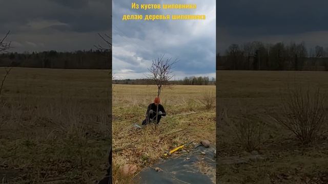 Делаю дерево из куста шиповника. Штамбовой шиповник.