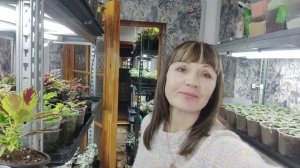Обзор рассады в январе. Как вырастить качественную рассаду зимой без зимней теплицы.Условия уход.