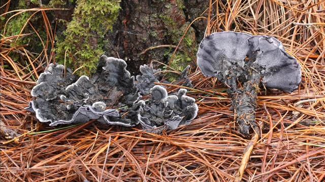 Phellodon niger смотреть онлайн