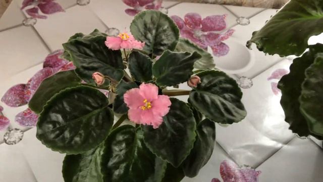 Фиалки. В каких емкостях выращивать фиалки. смотреть онлайн