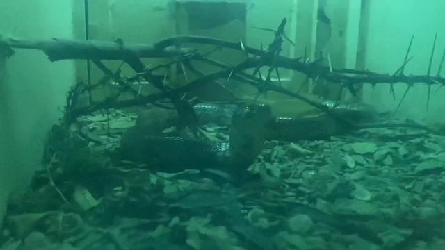 PLACES TO VISIT IN ARUSHA CITY TANZANIA(Masai museum,snake park& hiking) смотреть онлайн