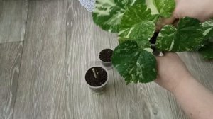 Комнатные Растения. Гибискус Липолистный. Обрезка, Укоренение