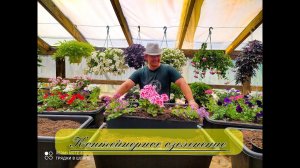 Контейнерное озеленение. Петуния, бакопа, вербена.